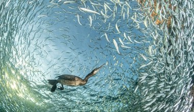 Rtęć w oceanach. Analiza krwi 11 tys. ptaków morskich pokazuje zagrożenie