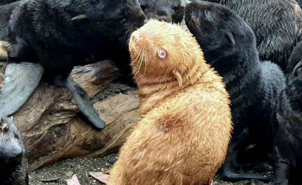 Ruda foka – rzadki okaz znaleziony przez rosyjskich biologów