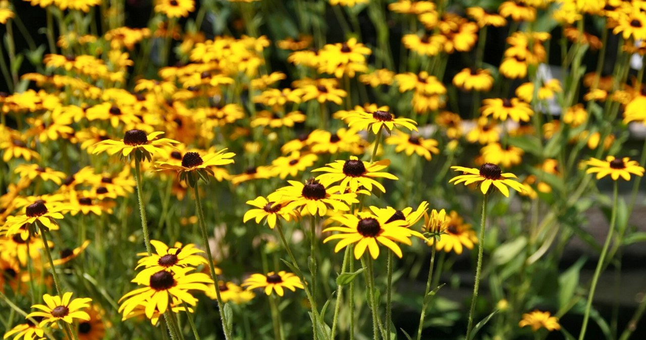 Rudbekia sieczna prezentuje się pięknie w Bieszczadach /David J. Stang /CC BY-SA 4.0