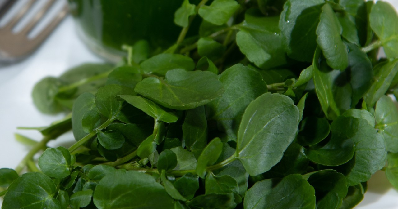 Rukiew wodna to według licznych rankingów najzdrowsze warzywo świata. Nasiona kupisz już za 2,50 zł /Pixel