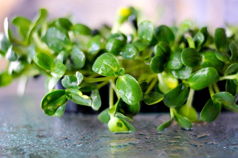 Rukiew wodna znajduje się na pierwszym miejscu listy najzdrowszych warzyw świata /123RF/PICSEL