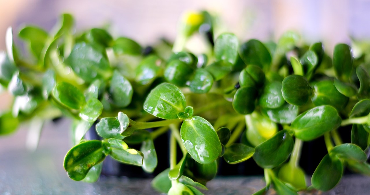 Rukiew wodna znajduje się na pierwszym miejscu listy najzdrowszych warzyw świata /123RF/PICSEL