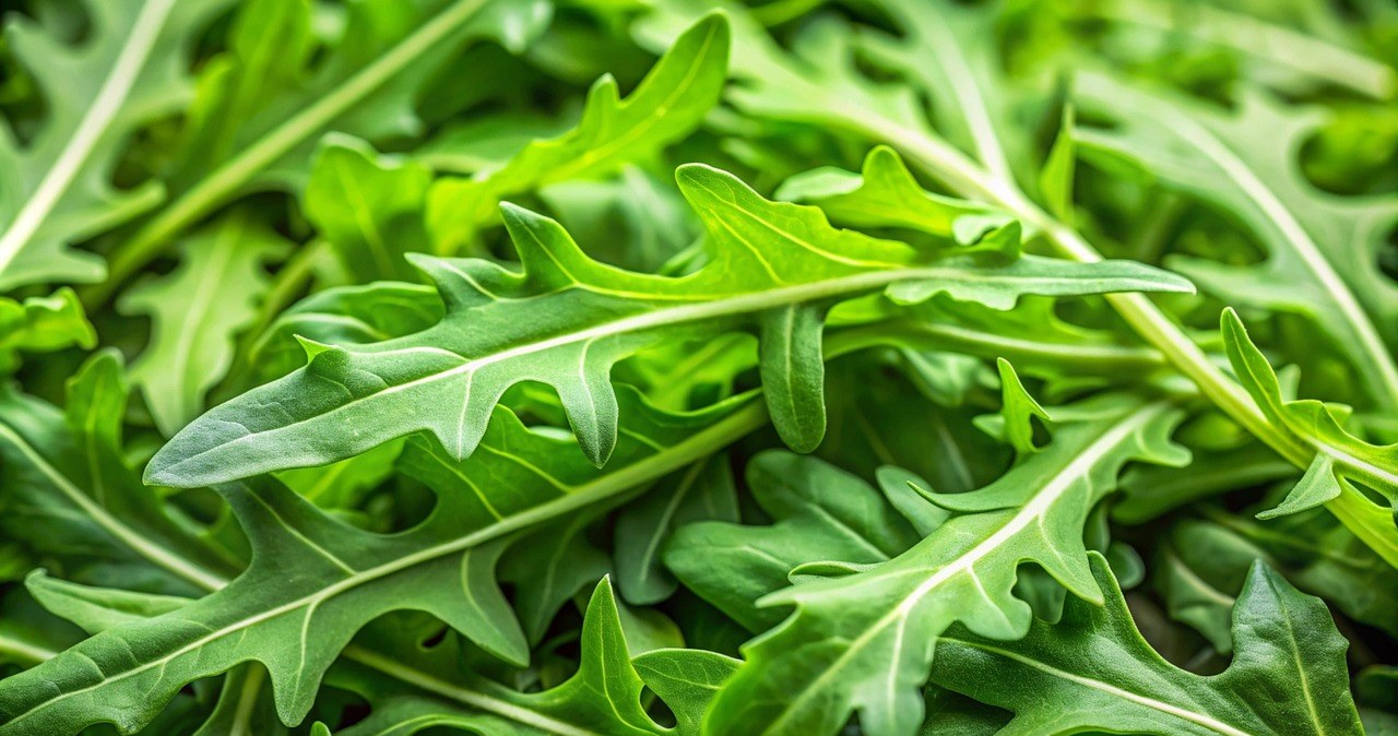 Рукола обов'язкова у раціоні людей похилого віку /pixabay.com