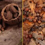 Rusza akcja warszawskiego zoo. Będą zbierać żołędzie i orzechy