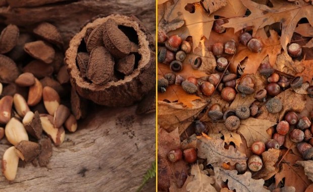 Rusza akcja warszawskiego zoo. Będą zbierać żołędzie i orzechy