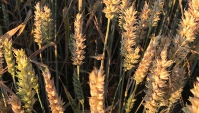 Rusza nabór wniosków o dopłaty dla rolników poszkodowanych przez suszę