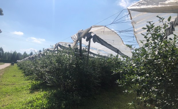 ​Ruszają zbiory pierwszych jesiennych owoców