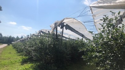 ​Ruszają zbiory pierwszych jesiennych owoców