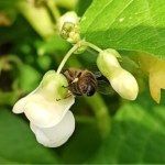 Ruszył globalny eksperyment. Ludzie w całej Europie będą uprawiać tę roślinę