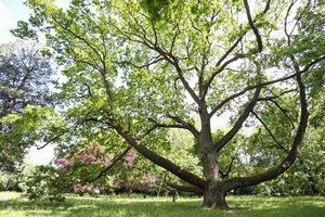Ruszył konkurs na Drzewo Roku 2023. Głosując, pomożesz w ochronie przyrody