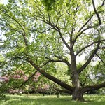 Ruszył konkurs na Drzewo Roku 2023. Głosując, pomożesz w ochronie przyrody