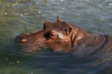 Ruszyła akcji sterylizacji hipopotamów sprowadzonych przez Escobara