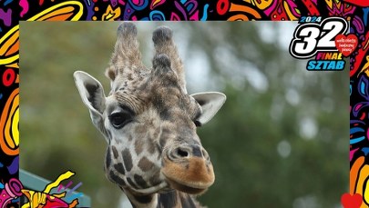 Ruszyły gdańskie licytacje WOŚP