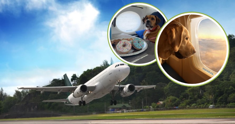 Ruszyły pierwsze linie lotnicze dla psów /Źródło: 123RF/PICSEL, Instagram: @barkair /