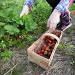 Ruszyły samozbiory truskawek. "Trochę za drogo sobie liczysz"