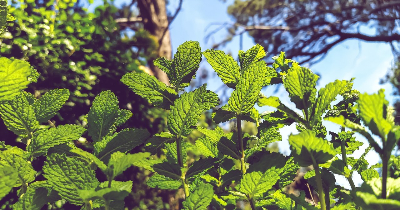 Рута запашна - одна з найефективніших рослин у боротьбі зі зміями /pixabay.com