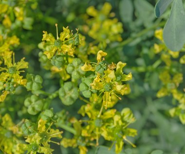 Ruta zwyczajna: Pomoże pozbyć się pajączków na nogach, odstraszy insekty i koty