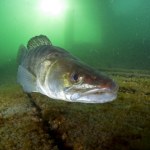 Ryba idealna dla serca. Król polskich wód to skarbnica zdrowia