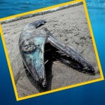 "Ryba kanibal" znaleziona na plaży. Popatrzcie na te zęby!