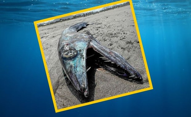 "Ryba kanibal" znaleziona na plaży. Popatrzcie na te zęby!