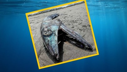 "Ryba kanibal" znaleziona na plaży. Popatrzcie na te zęby!