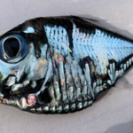 ​Ryba-Picasso: Obraz czy prawdziwe stworzenie?
