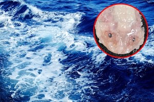 Ryba sfilmowana na rekordowej głębokości. Ponad 8,3 km pod powierzchnią