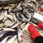 Rybacy dostali wyższe kwoty połowowe