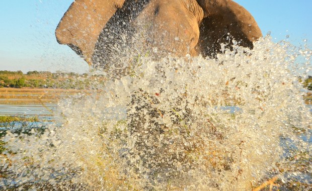 Rybak uciekał przed słoniami. Wskoczył do wody, gdzie czaił się drapieżnik