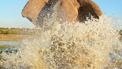 Rybak uciekał przed słoniami. Wskoczył do wody, gdzie czaił się drapieżnik