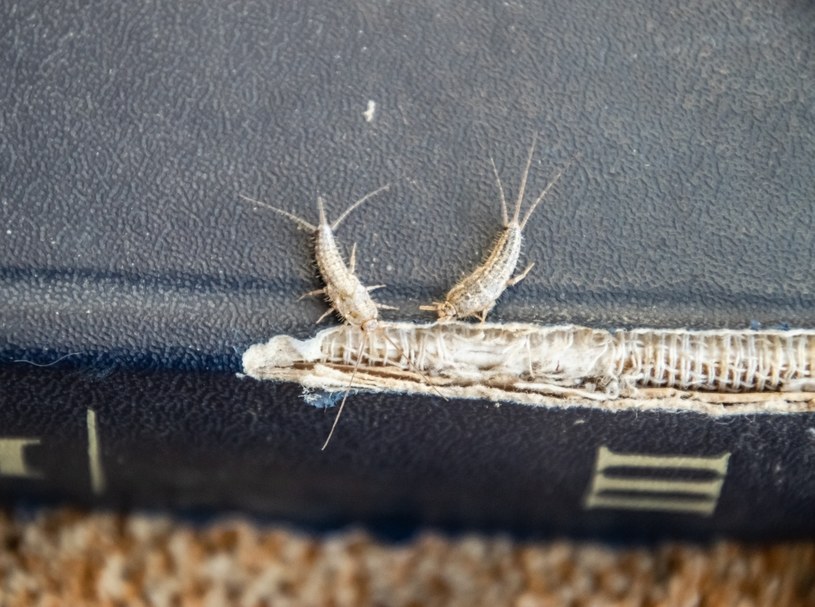 Rybiki nie stanowią zagrożenia dla człowieka, ale mogą poważnie zaszkodzić ważnej dokumentacji, książkowym zbiorom lub tapetom pokrywającym ściany /123RF/PICSEL