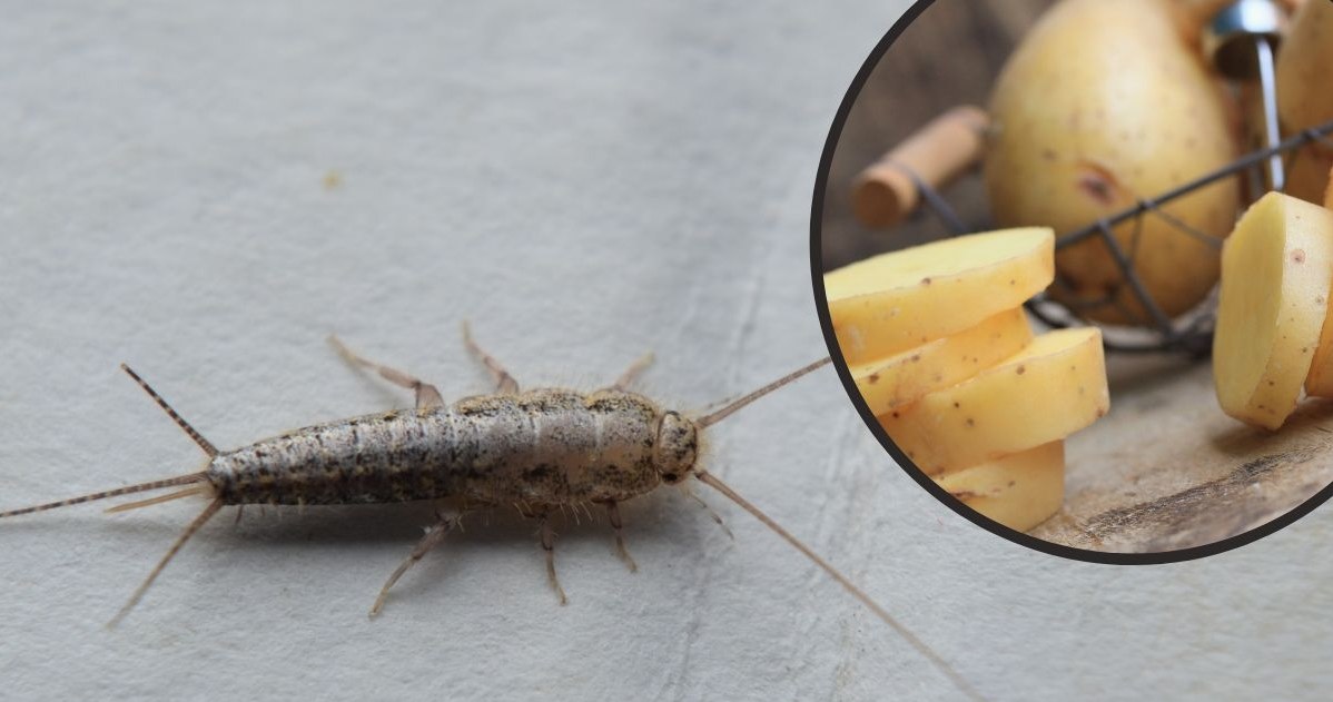 Rybiki nie stanowią zagrożenia dla człowieka, ale pomimo tego są niemile widzianym gościem w łazience. Użyj ziemniaka, aby się ich skutecznie pozbyć. /123RF/PICSEL