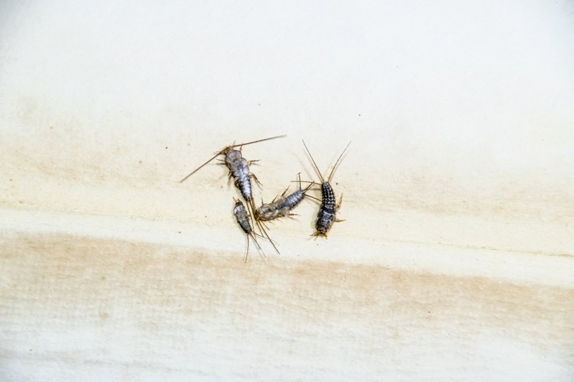 Rybiki odznaczają się podłużnym kształtem oraz ciałem pokrytym łuskami /123RF/PICSEL