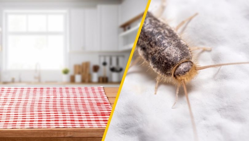 Rybiki  w domu: Niepożądani goście czy pomocnicy? /Shutterstock