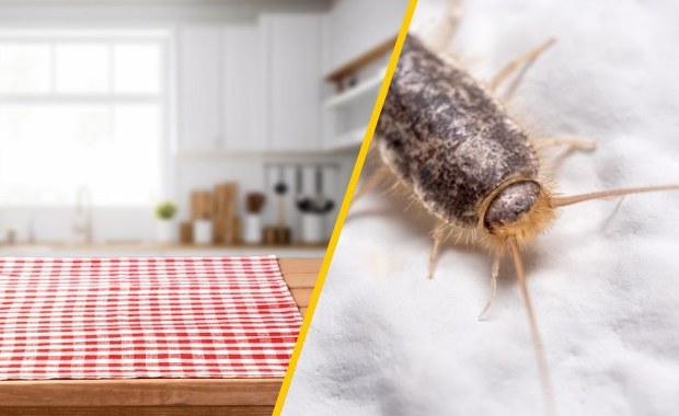 Rybiki w domu? Sprawdź, co mogą oznaczać dla Twojego zdrowia i komfortu