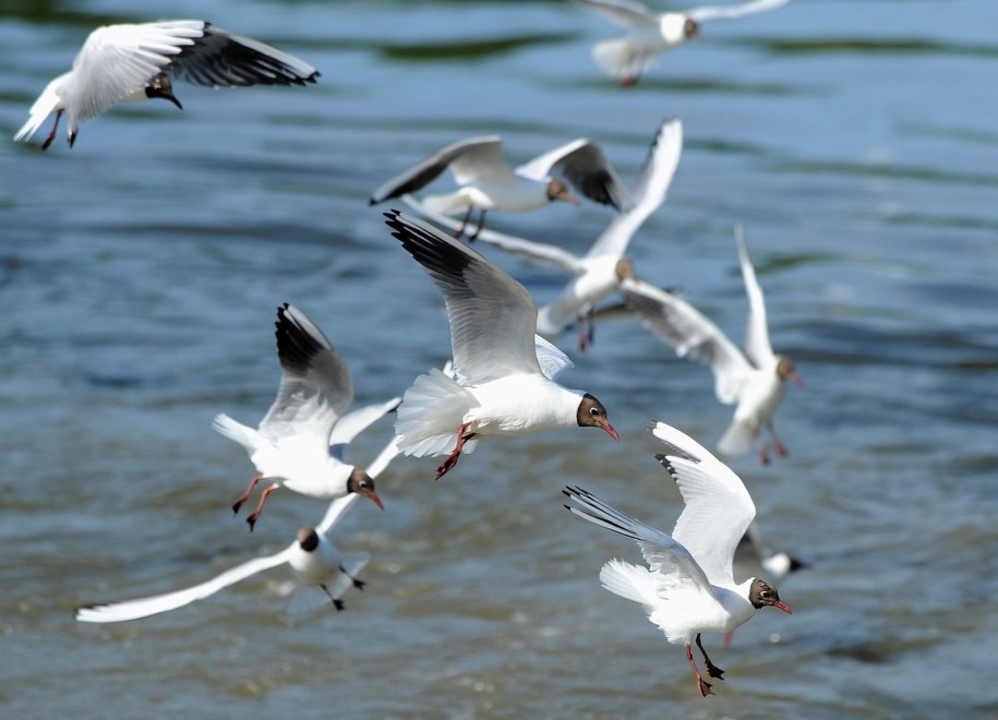 Rybitwa Rzeczna /Szymon Łaszewski    /PAP