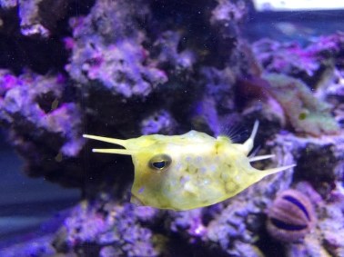 Ryby-dziwolągi z akwarium w Gdyni 