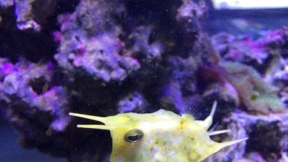 Ryby-dziwolągi z akwarium w Gdyni 