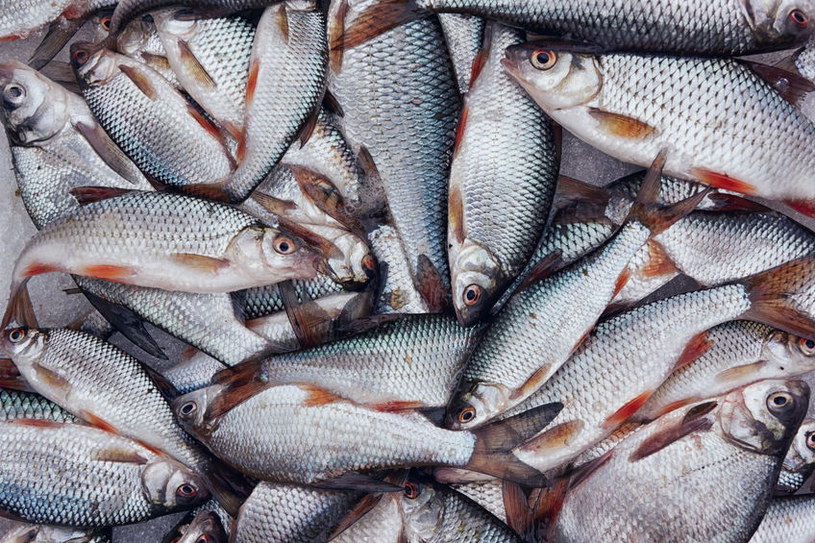 Ryby giną w niewyobrażalnych męczarniach /123RF/PICSEL