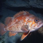 Ryby głosu nie mają? Bzdura. Można rozpoznać je po dźwiękach