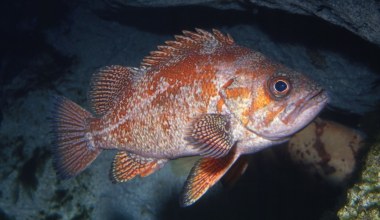 Ryby głosu nie mają? Bzdura. Można rozpoznać je po dźwiękach