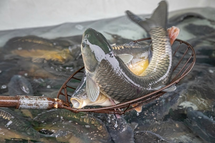 Ryby hodowlane przeznaczone do spożycia często przebywają w skandalicznych warunkach i karmione są najgorszą paszą z antybiotykami /Anna Kaczmarz /East News
