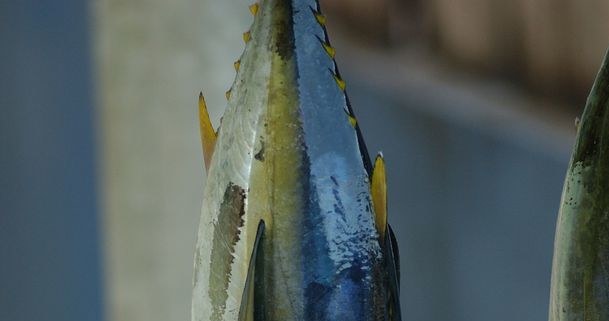 ryby hodowlane /© Photogenica
