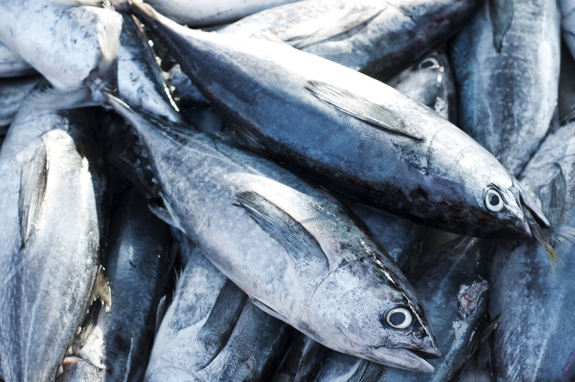 Ryby morskie są coraz bardziej narażone na wysokie stężenia metylortęci /123RF/PICSEL