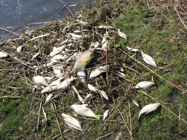 Ryby padły w ciągu dwóch dni marca, kiedy przyszły ostatnie mrozy / Fot. Tomasz Fenske, RMF FM /Tomasz Fenske /RMF FM