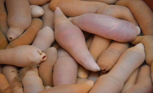 "Ryby penisy" wyrzucone na plażę. Były ich tysiące 