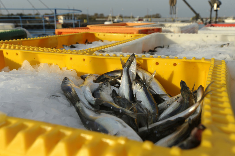 Ryby poławiane z Morza Bałtyckiego charakteryzują się wysokim skażeniem /Wojciech Stóżyk /East News