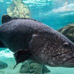 Ryby potrafią wydawać dźwięki. Takich gatunków jest co najmniej tysiąc