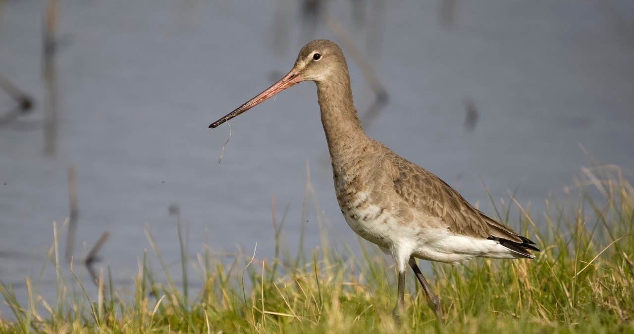 Rycyk (łac. Limosa limosa) jest związany m.in. z terenami podmokłymi w dolinach rzek /CanvaPro /Canva Pro