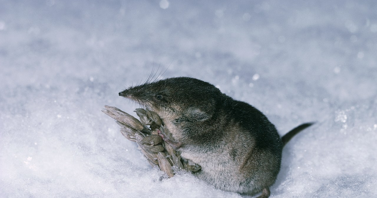 Ryjówka to prawdziwy głodomór! Zwierzątko potrafi zjeść dziennie aż dwa razy tyle, ile waży / DEA / A. CALEGARI / Contributor /Getty Images